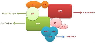 XPD–The Lynchpin of NER: Molecule, Gene, Polymorphisms, and Role in Colorectal Carcinogenesis